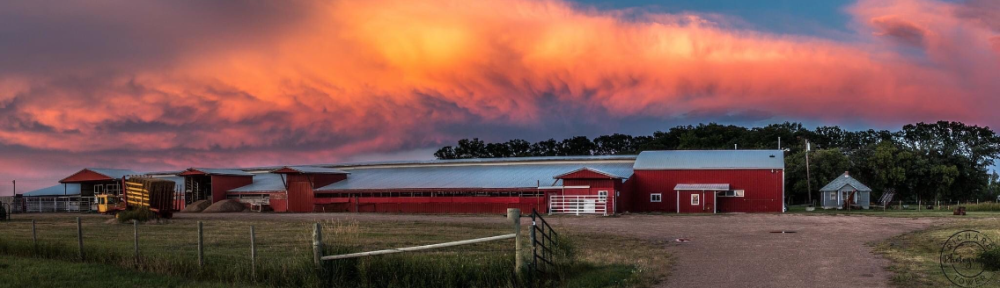 Gladstone Auction Mart